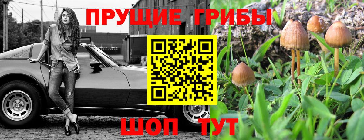 Псилоцибиновые грибы мицелий Волхов